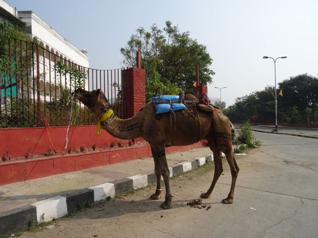 Jaipur